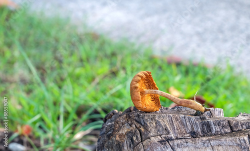 Orange mushroom on blurred background