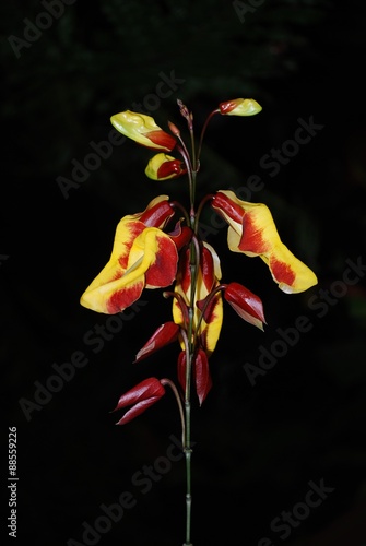 Schwertlilie in gelber und roter Blütenpracht
