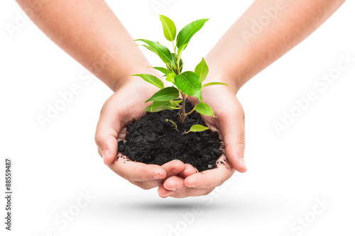 Green plant in a child hands