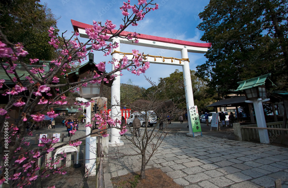 Naklejka premium 鎌倉宮節分祭と紅梅