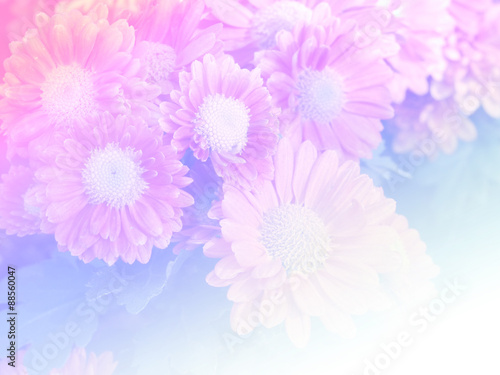 Sweet color flower for background design soft and blur style © Nattapol_Sritongcom