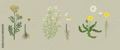 Yellow Herbarium
