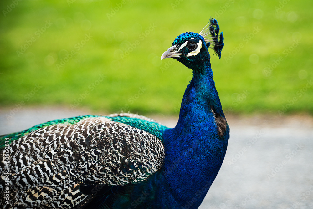 Fototapeta premium Beautiful peacock portrait