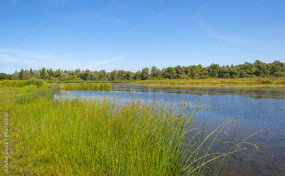 Wild flowers and reed along the shore of a lake in summer