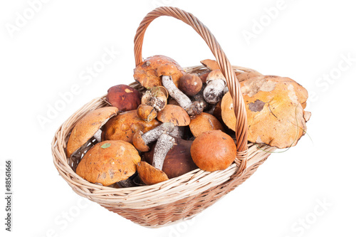 Basket with porcini, orange and brown cap boletuses