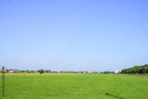 Rice field with day light © PathomP