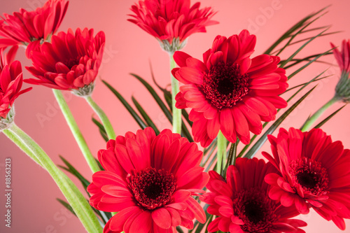 Gerbera in a glass vase