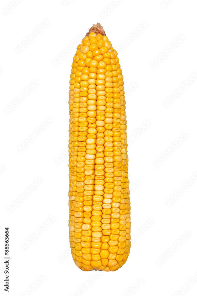 Corn ear isolated on white background Corn ear isolated on white background