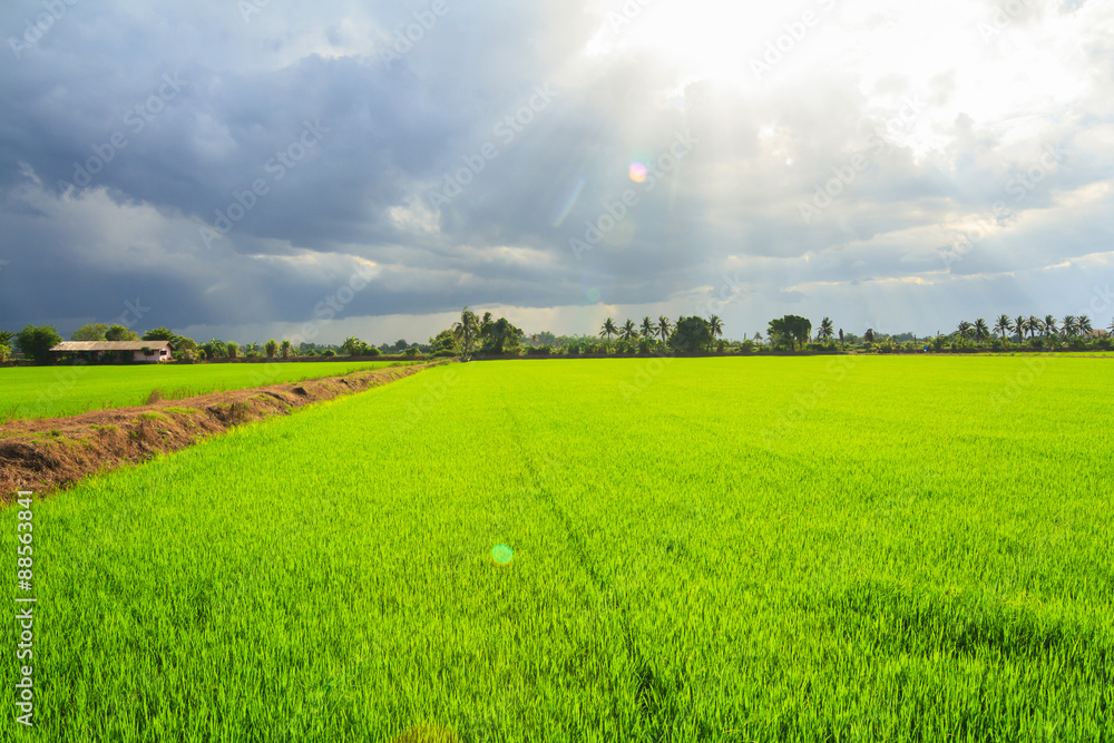 Landscape of green field with sun rays and lens flare