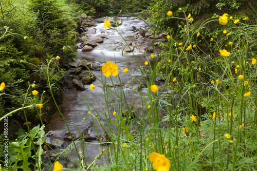 Butterblumen photo