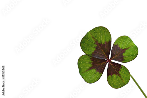 Four leaves clover