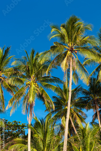 Coconut palm tree