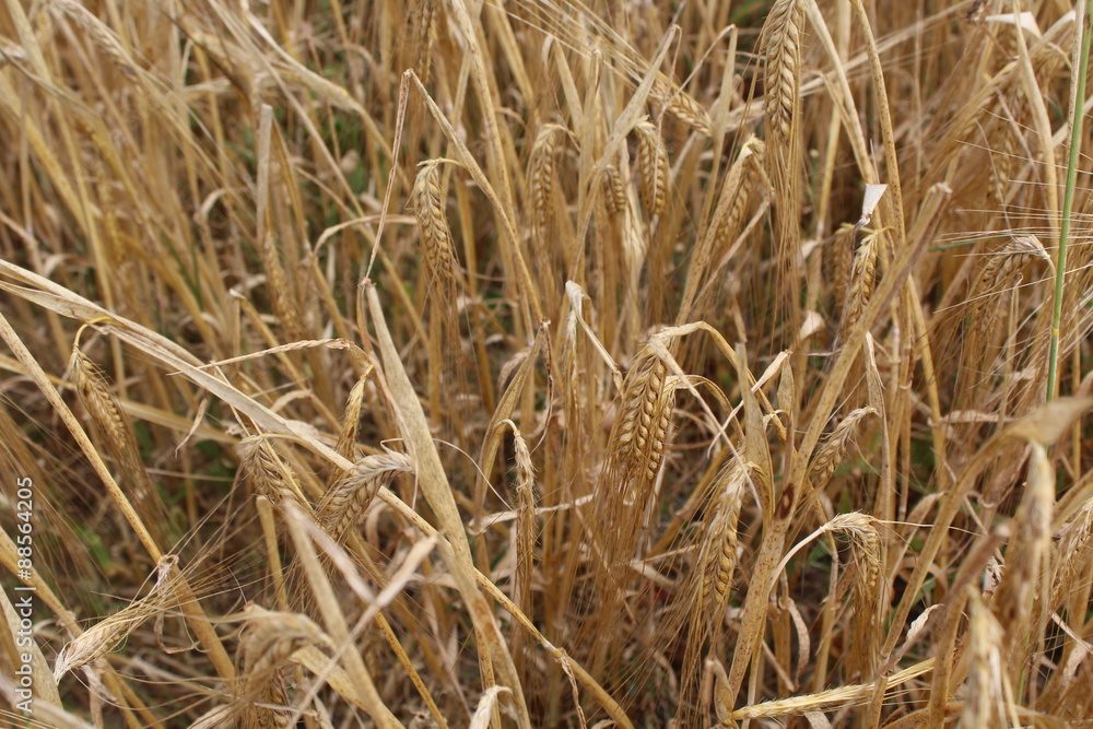 Fototapeta premium Getreidehalme