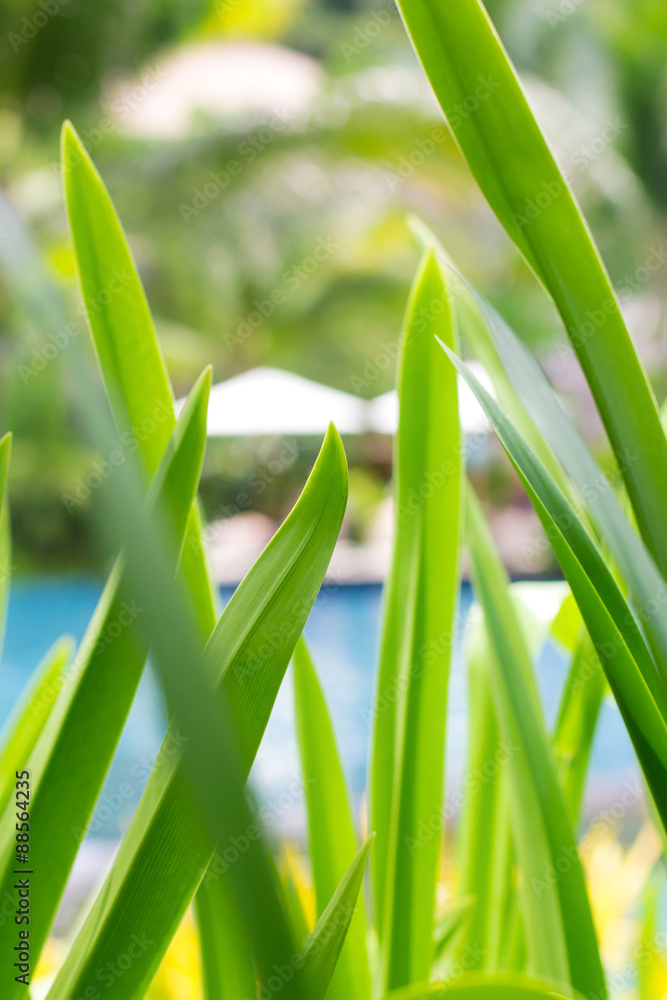 Obraz premium Green tropical leafs