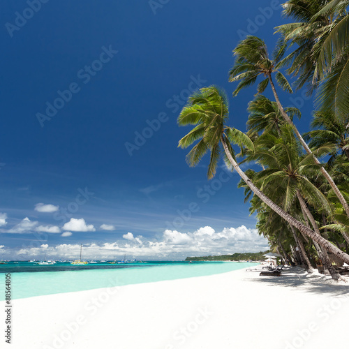 Tropical beach with palm and white sand