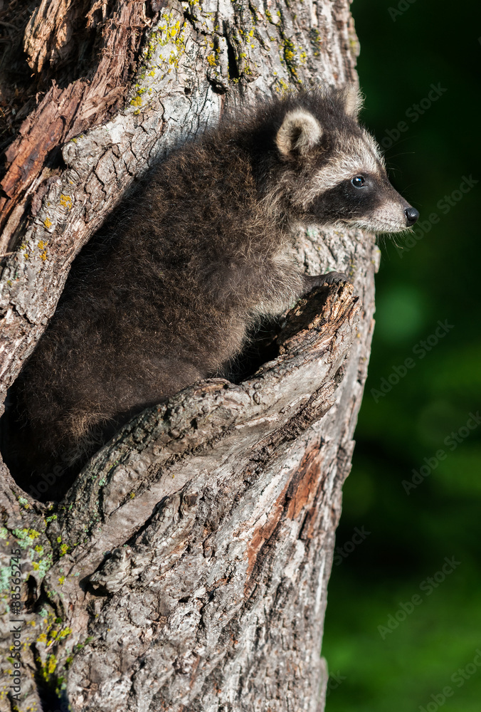 Young Raccoon (Procyon lotor) Blends in with Tree Young Raccoon (Procyon lotor) Blends in with Tree