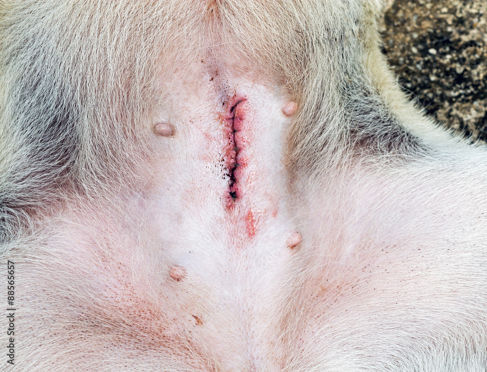 Wound after spaying female dog