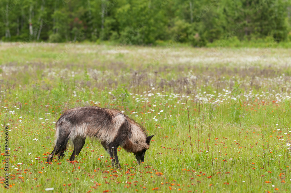 Black Phase Grey Wolf (Canis lupus) Sniffs in Field Black Phase Grey Wolf (Canis lupus) Sniffs in Field