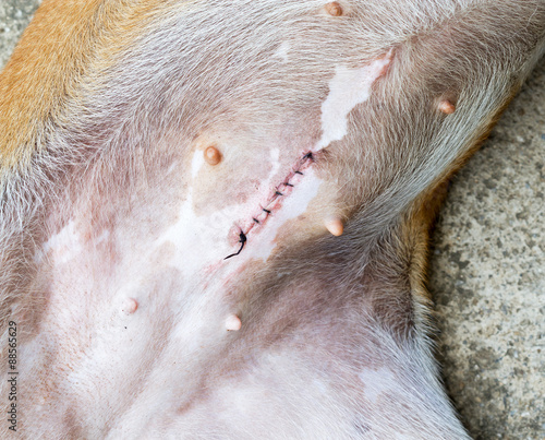 Foto Wound after spaying female dog