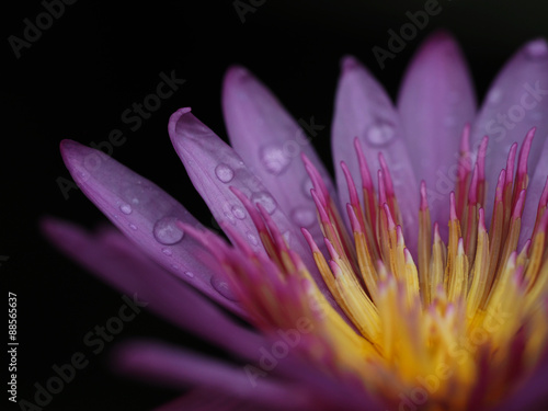closeup lotus flower nature background