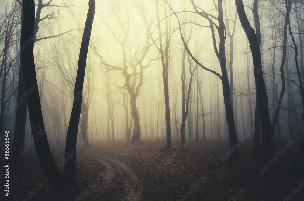 Fototapeta premium scary twisted trees in forest at sunset