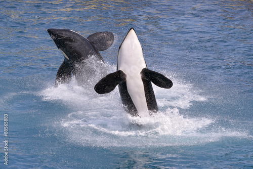 Photos Killer whales jumping out of water