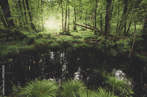 Fototapeta Naklejka Na Ścianę i Meble -  green swamp vegetation