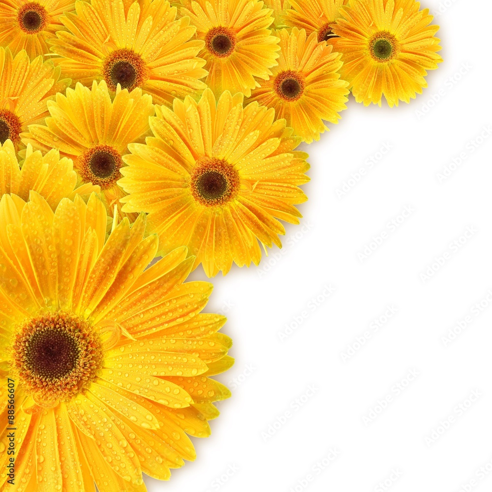Fototapeta premium Closeup of orange daisy with water droplets