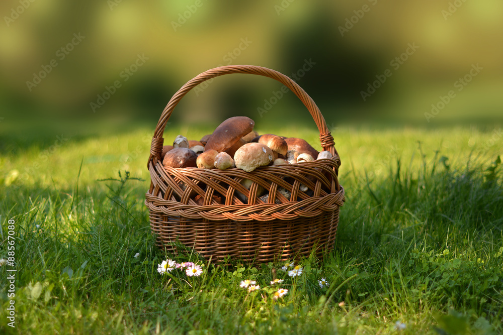 basket full of mushrooms basket full of mushrooms