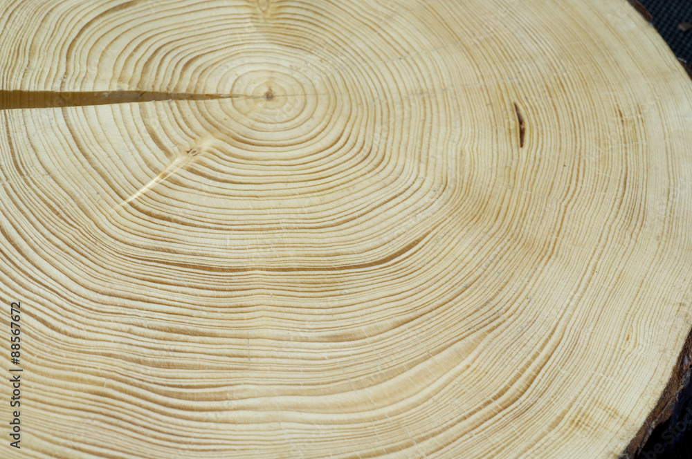 Fototapeta premium Jahresringe; Fichte; Picea; abies; Rottanne; Jahrring; Holzring;