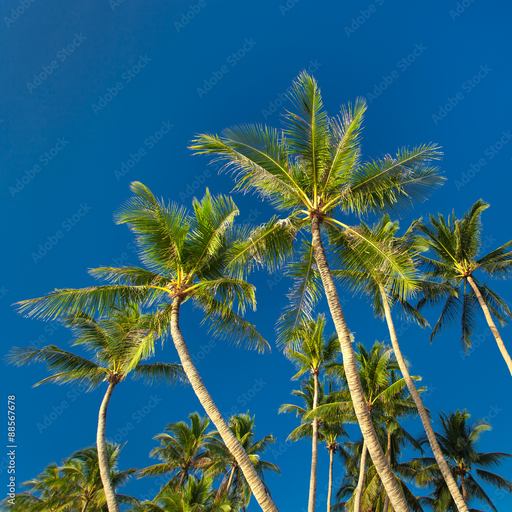 Top of palm tree on blue sky background Top of palm tree on blue sky background