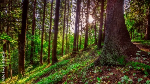 Wild european forest in summer