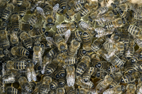 Honigbienen, Biene; Apis; mellifera