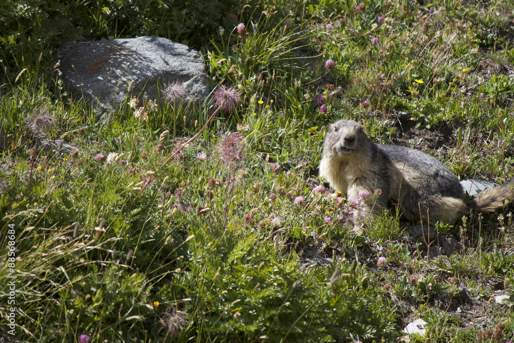 Fototapeta premium Marmotta