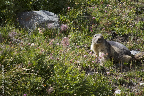 Marmotta © chiarafornasari