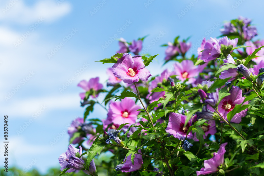 Pink flowers