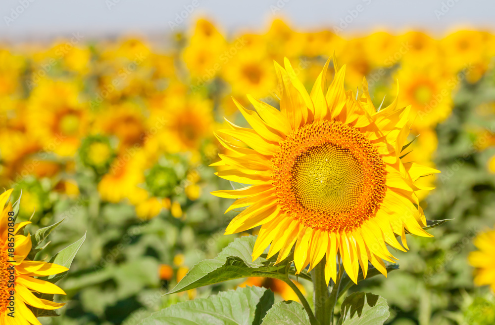 field of sunflowers