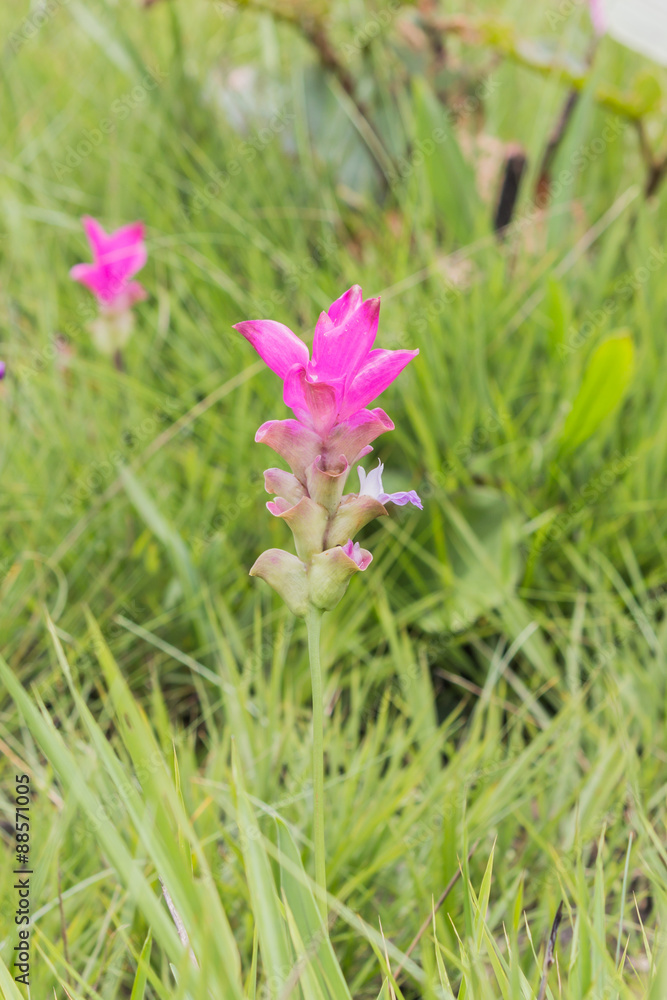 Fototapeta premium siam tulip
