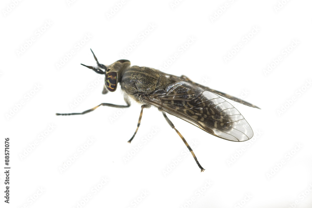 Bremse; Bremsen; Fliege; Tabanus Bovinus; Insekt; Stock-Foto