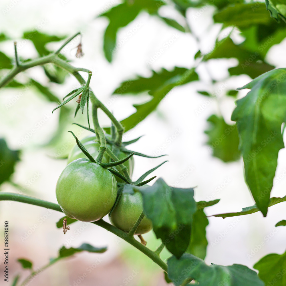 Green tomato in hothouse