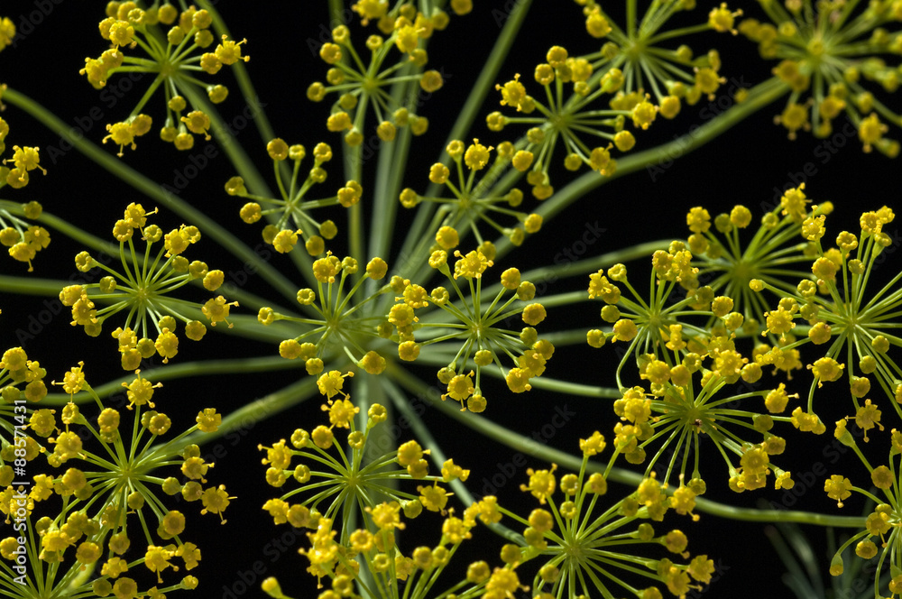Dill; graveolens; Dilldolde; Heilpflanze; StockFoto Adobe Stock
