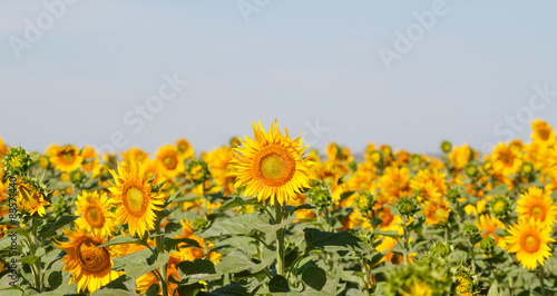 field of sunflowers