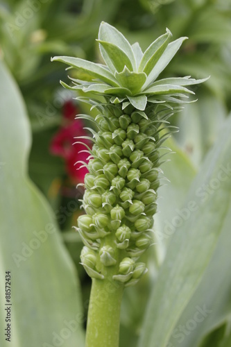 flower looking like a pineapple