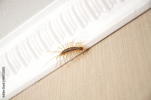 Fotografie, Tablou millipede centipede