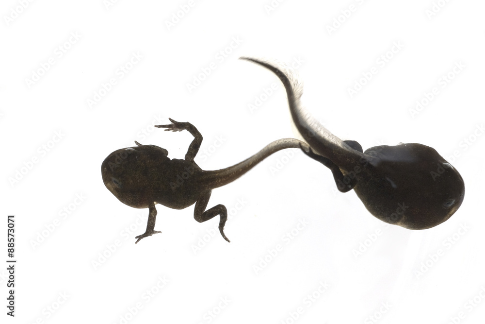 Obraz premium Jungfrosch, Junge, Kroete, Bufo, bufo, Erdkroete,