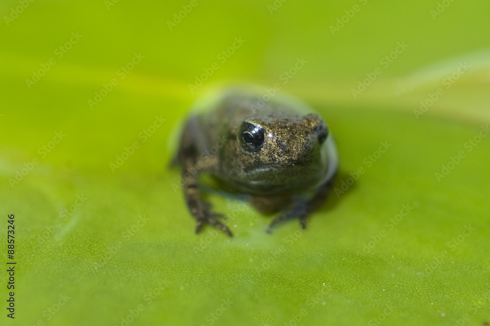 Obraz premium Jungfrosch, Junge, Kroete, Bufo, bufo, Erdkroete,