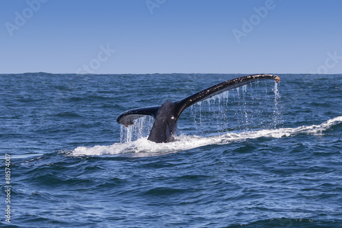 Humpback whale's fluke visable off the coast of Knysna, South Africa