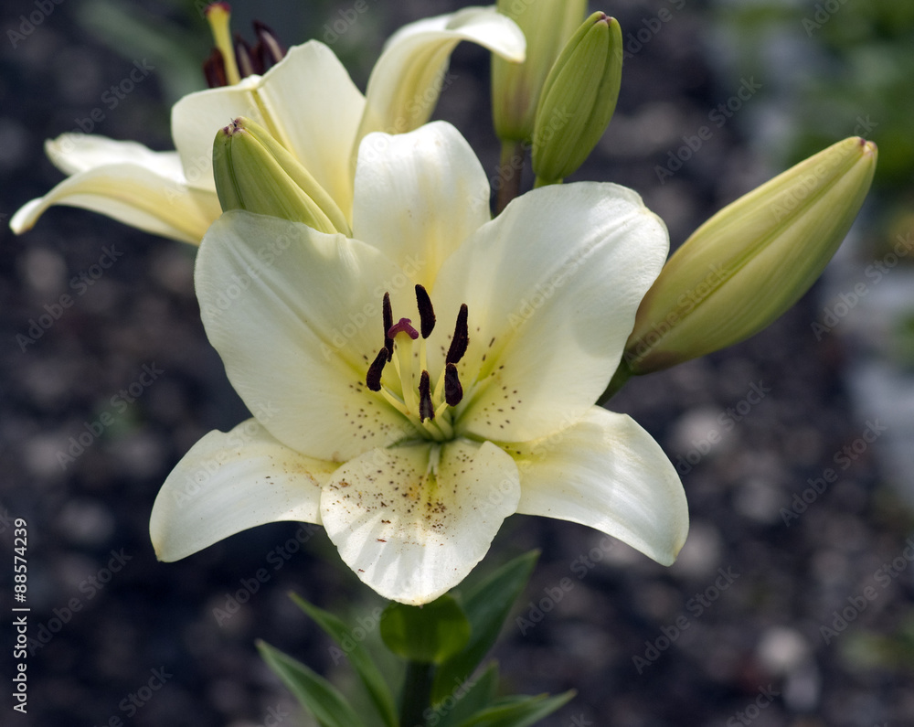 Fototapeta premium Madonnen-Lilie, Lilium, candidum,
