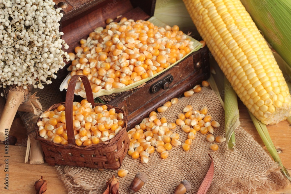 Yellow dry corn grain and corn fresh. Yellow dry corn grain and corn fresh.