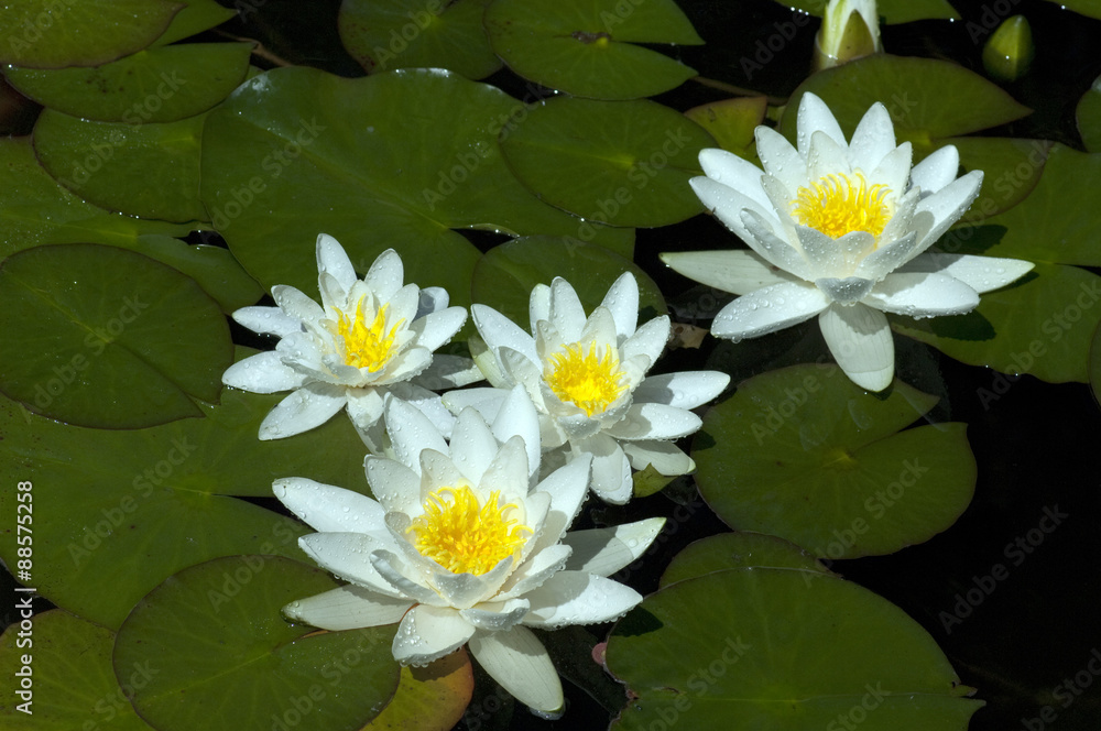 Weisse Seerose; Nymphaea alba;